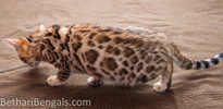 Bengal Katze rosetted